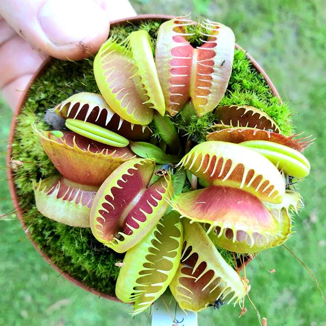 Dionaea ‘Bloody Nurse’ buy online