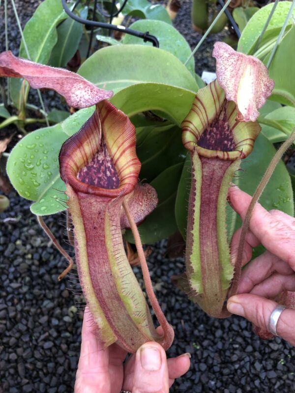 000011 N. {[(lowii x veitchii) x boschiana] x [(veitchii x maxima) x veitchii]} x (truncata x merrilliana) (3 growth points)