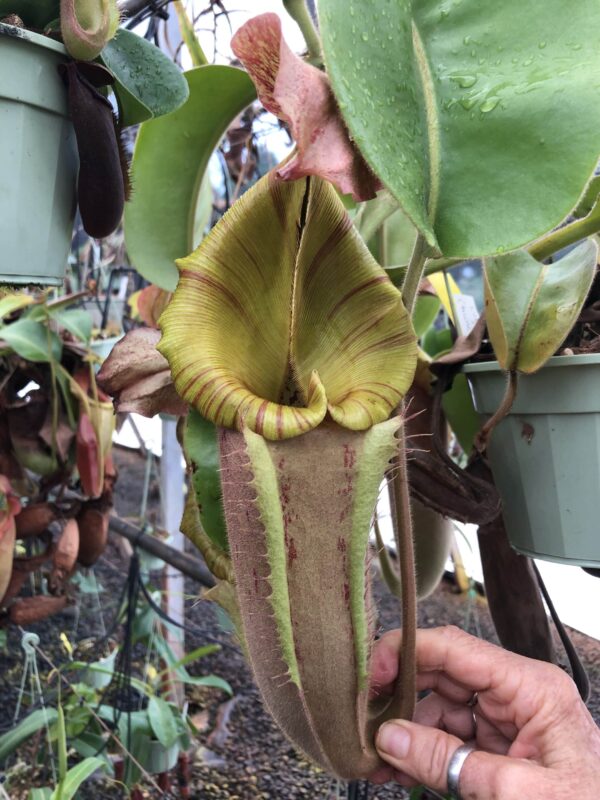 000013 N. {[(lowii x veitchii) x boschiana] x [(veitchii x maxima) x veitchii]} x (truncata x merrilliana)