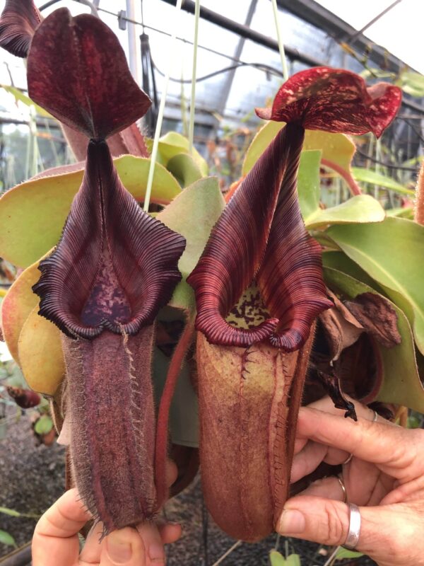 000020 N. nebularum x [(veitchii x maxima) x veitchii] (2 plants)