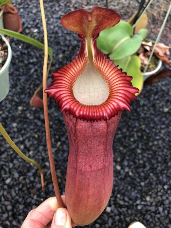 000021 N. (ventricosa x sibuyanensis) x edwardsiana