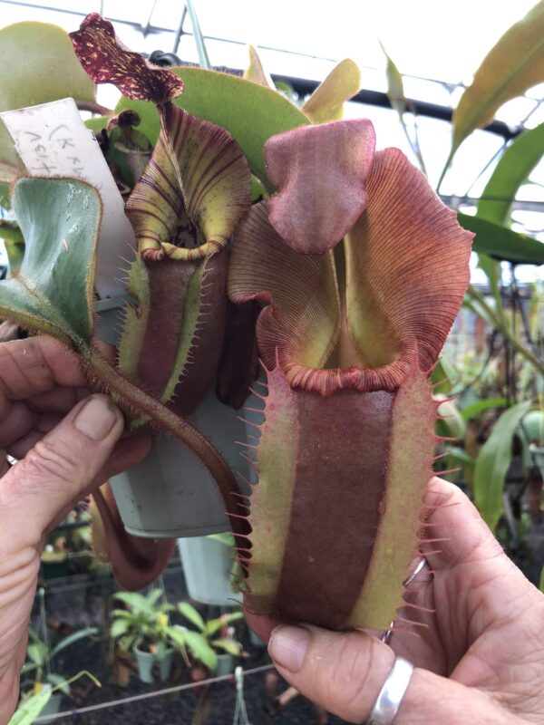 00003 N. veitchii (k x m) (2 plants)