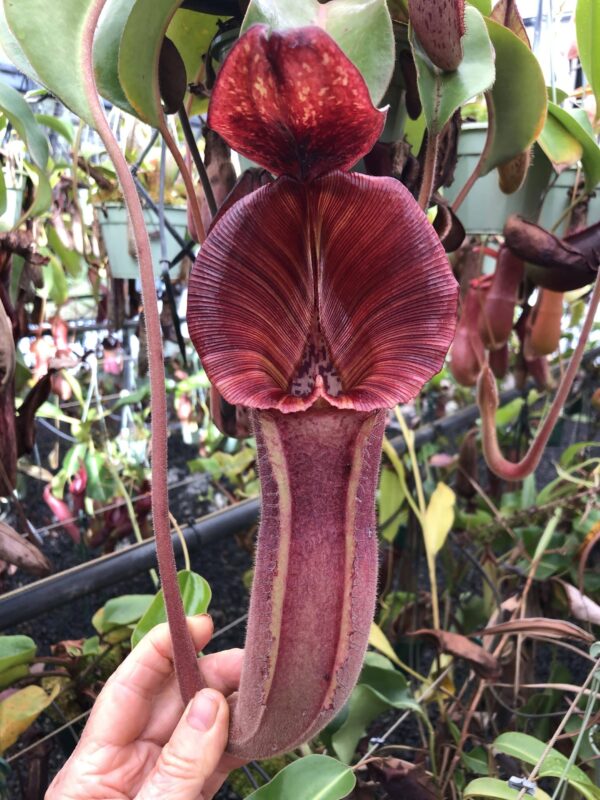 000037 N. [(lowii x veitchii) x boschiana] x [(veitchii x maxima) x veitchii]
