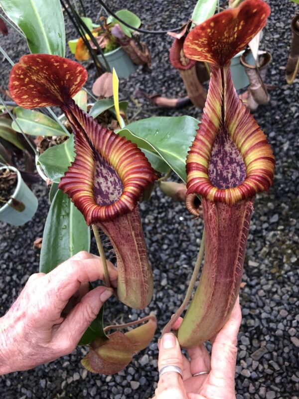 00049 N. {[(lowii x boschiana) x veitchii] x [(veitchii x maxima) x veitchii]} x edwardsiana