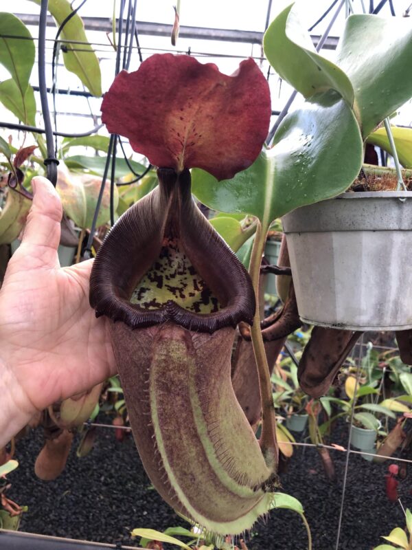00005 N. nebularum x truncata