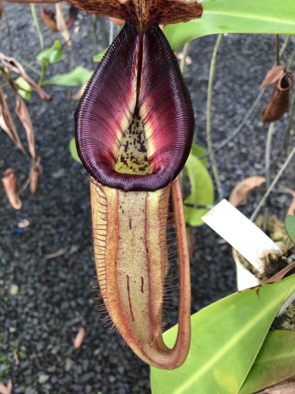 00054 N. (Rokko x boschiana) x (adrianii x burbidgeae)