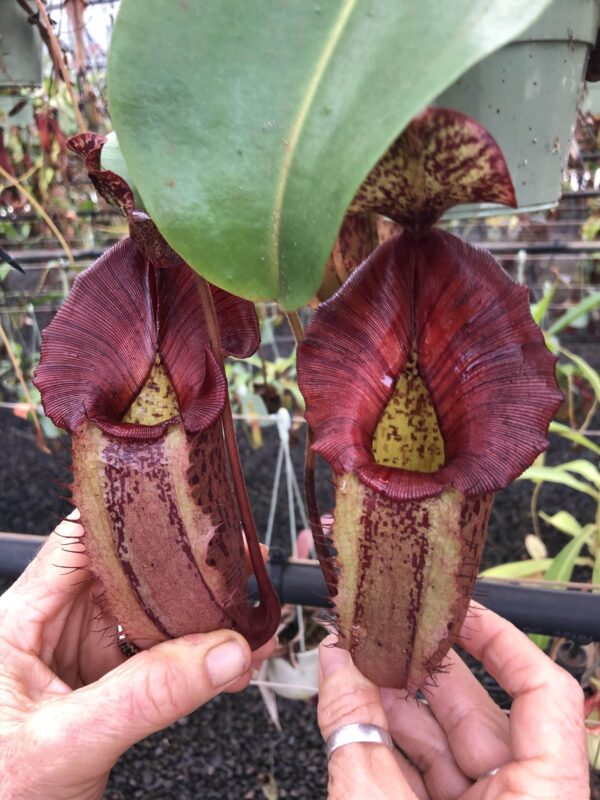 00008 N. [(Rokko ‘Exotica’ x boschiana) x veitchii (m) – Bario pink] (ex-cutting)