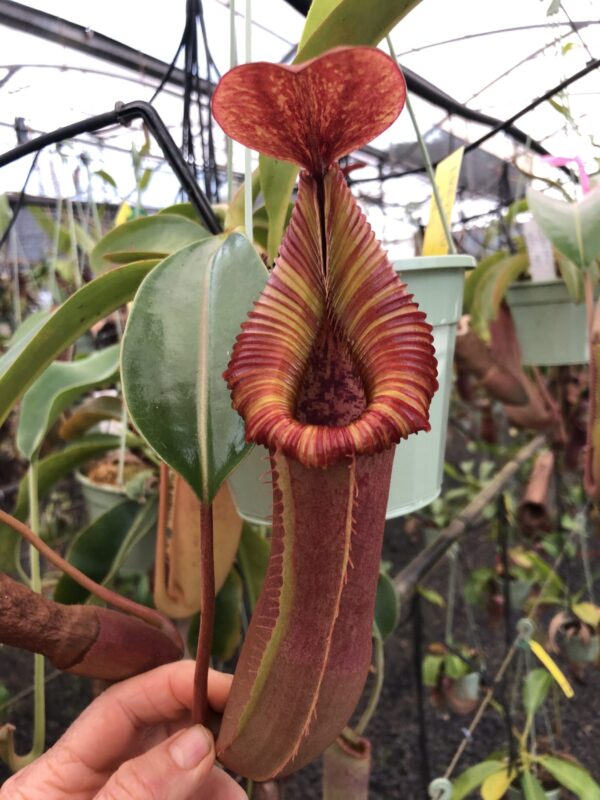 N. {[(lowii x veitchii) x boschiana] x [(veitchii x maxima) x veitchii]} x edwardsiana (small) - old grex