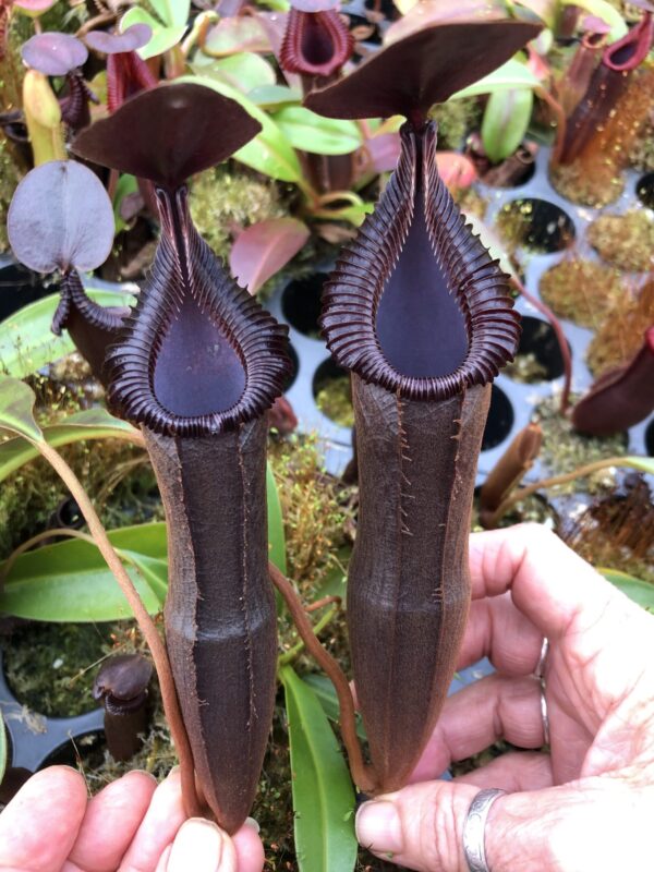 N. lingulata x edwardsiana (small)