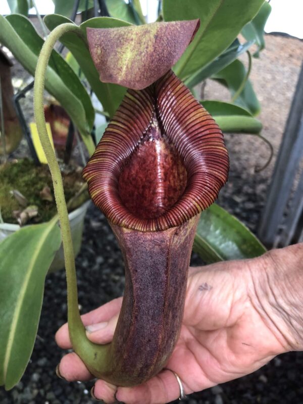 N. [(lowii x veitchii) x boschiana] x xtrusmadiensis (Rooted Cutting) (Only 1)