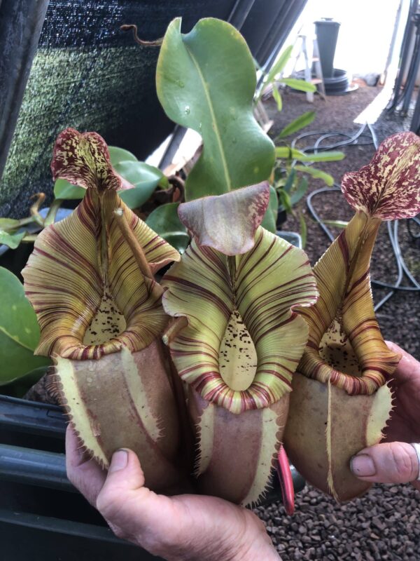 N. [(lowii x veitchii) x veitchii (m)] (c) (Rooted cutting) (Only 1!)