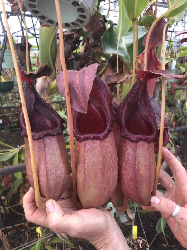 N. [(lowii x northiana) x veitchii] x (sibuyanensis x xtrusmadiensis) (Rooted cutting) (Only 1!)