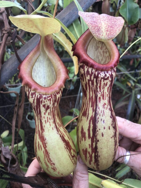 N. burkei (Rooted Cutting)