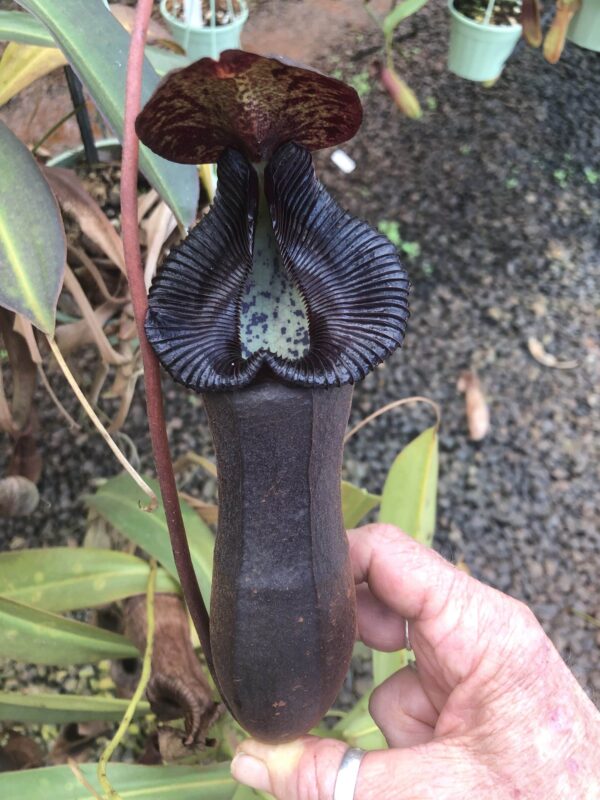 N. [(ventricosa x sibuyanensis) x (izumeae x xtrusmadiensis)] (b) (Rooted Cutting)