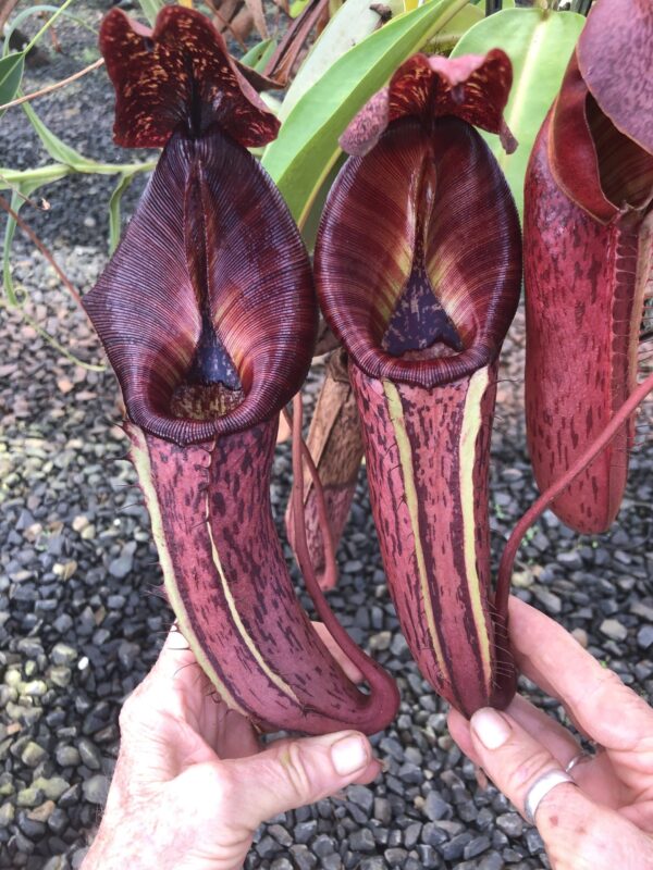 N. [Rokko ‘Exotica’ x boschiana) x veitchii] x {maxima x [(stenophylla x lowii) x (Rokko x veitchii)]} (Rooted Cutting)