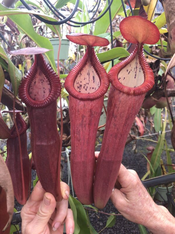 N. thorelii x edwardsiana (Rooted Cutting) (Only 1!)