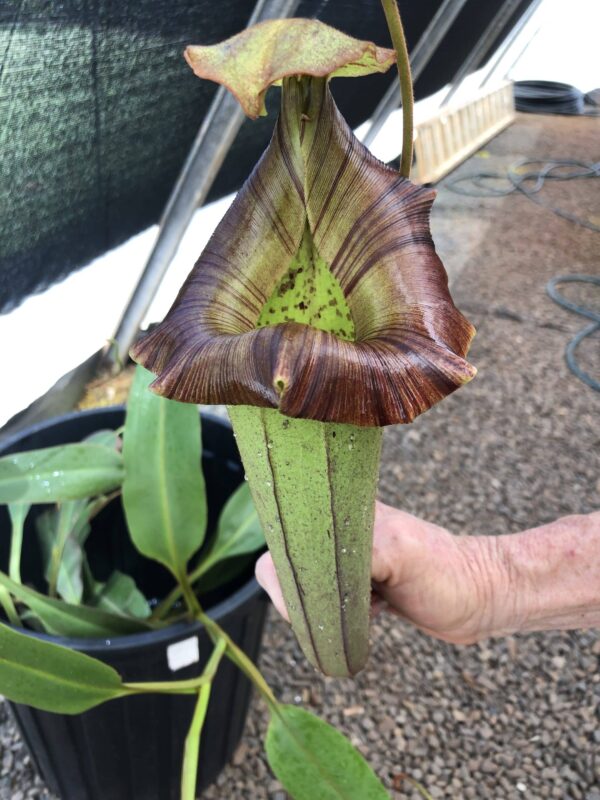 N. nebularum x platychila (Rooted Cutting)