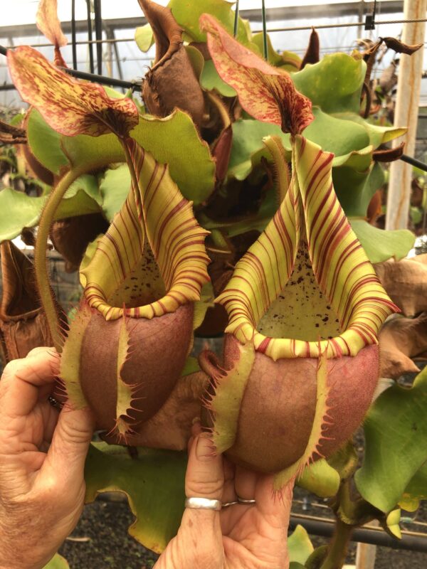 N. veitchii (m) – Bario (c) (female) (Rooted Cutting) (Only 1!)