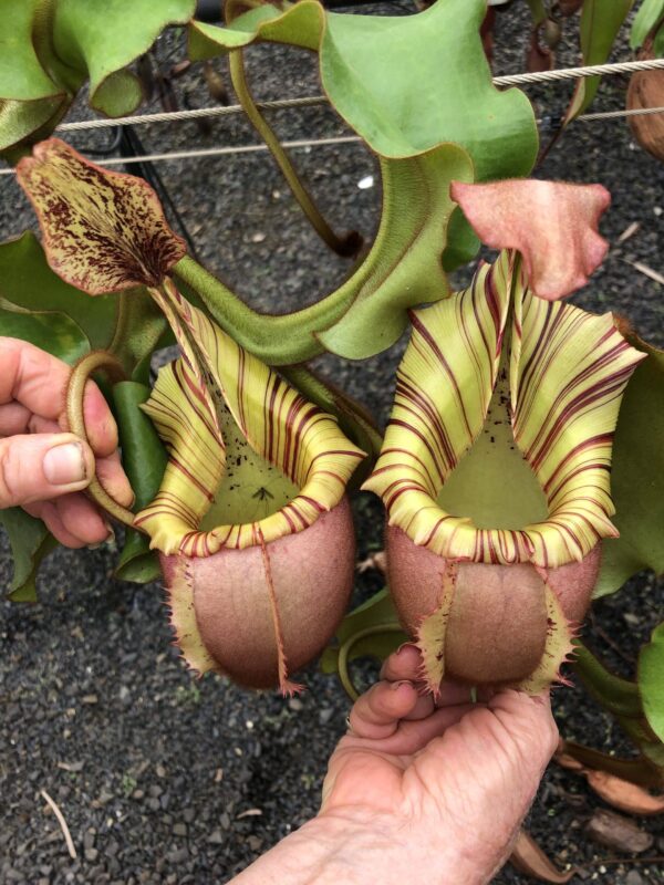 N. veitchii (m) – Bario (d) - (Rooted cutting) (Only 1!)