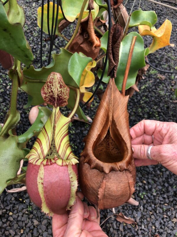 N. veitchii (m) – Bario (a) (Rooted cutting)