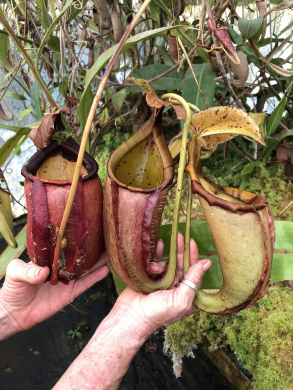 N. bicalcarata – red x northiana (Only 1)