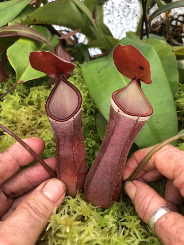 N. albo-marginata (c) – red/pink (Rooted cutting)