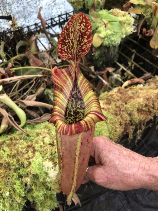 N. northiana x veitchii – (k) (Rooted cutting) (Only 1!)