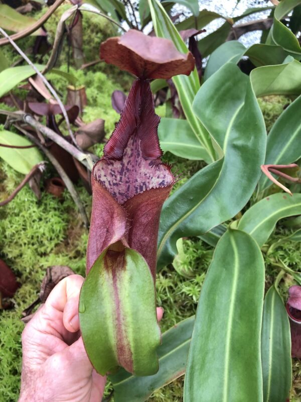 N. ‘Origin Of The Genus’ (Rooted Cutting) (Only 1)