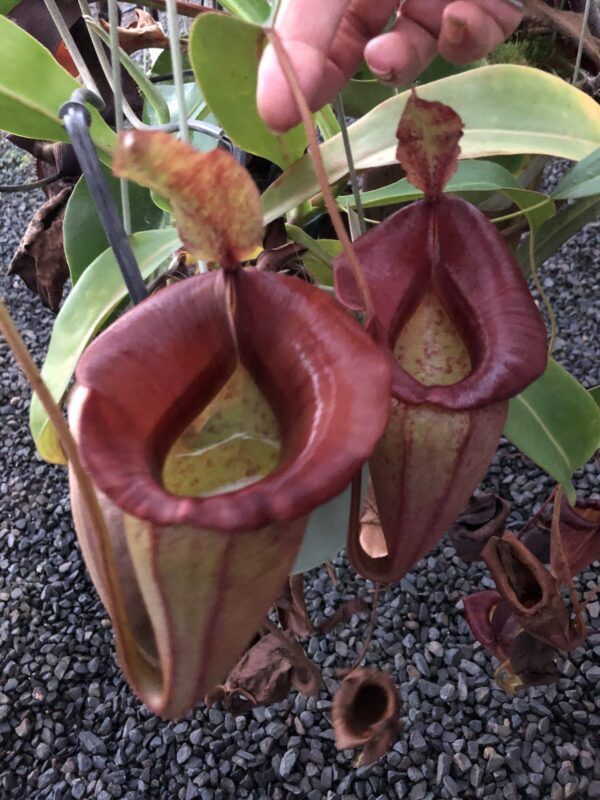 N. veitchii (m) – giant x jacquelineae (b) - Rooted Cutting
