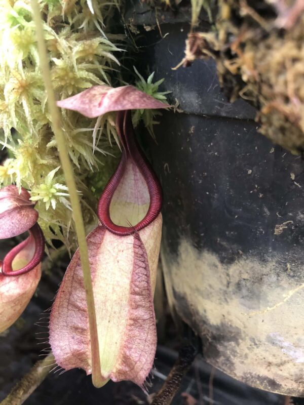 N. rafflesiana - pink (Rooted Cutting)
