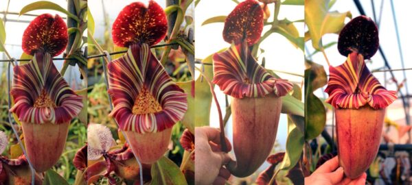 N. [(lowii x veitchii) x boschiana] x [(veitchii x maxima) x veitchii] (f) – squat (Rooted cutting)