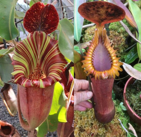 N. {[(lowii x veitchii) x boschiana] x [(veitchii x maxima) x veitchii] – squat x edwardsiana} new grex small 5-6cm diameter