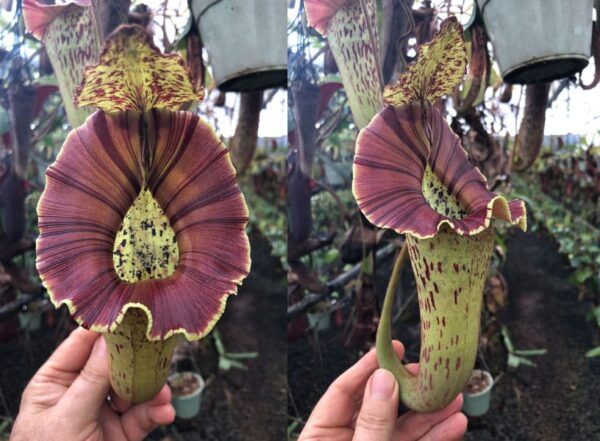 N. {[(lowii x veitchii) x boschiana] x platychila} – yellow edged peristome (Rooted peristome)