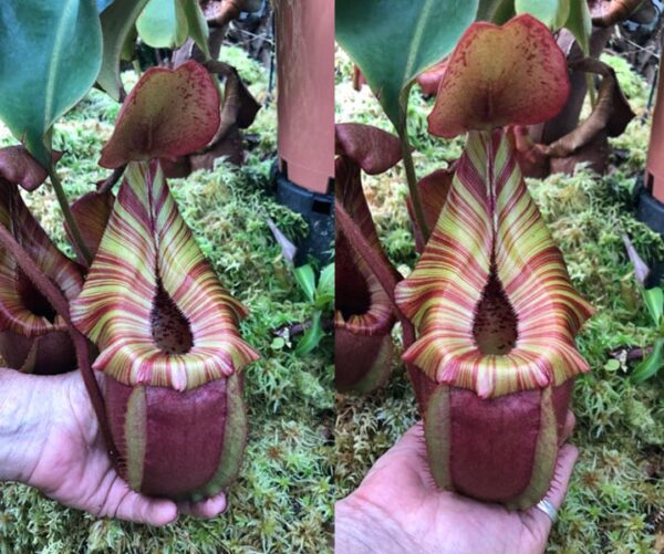 N. [(lowii x veitchii) – red x veitchii (m)] (a) (Rooted Cutting) (Only 1!)