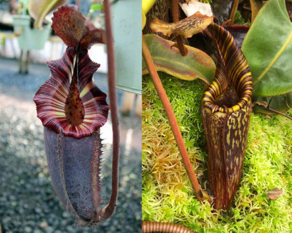 N. (((Rokko ‘Exotica’ x boschiana) x {[Rokko x (zakriana x spectabilis)] x xtrusmadiensis}) x {[(lowii x veitchii) x boschiana] x (maxima x mira)}) x mollis (small)