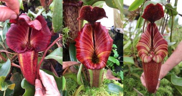 N. (Rokko ‘Exotica’ x boschiana) x veitchii (b) (Rooted Cutting) (Only 1!)