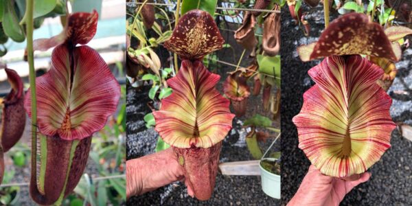 N. [(Rokko ‘Exotica’ x boschiana) x veitchii] x {[(lowii x veitchii) x boschiana] x (maxima x mira)} – No. 3 (Rooted Cutting) (Only 1)