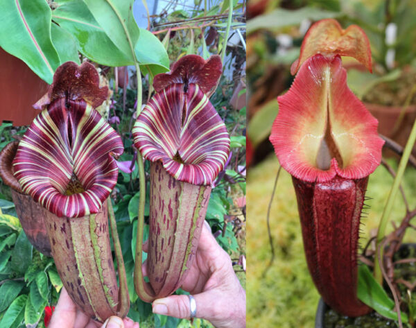 N. ([Rokko ‘Exotica’ x boschiana) x veitchii] x {maxima x [(stenophylla x lowii) x (Rokko x veitchii)]}) x {[(lowii x veitchii) x boschiana)] x (maxima x mira)} (small)