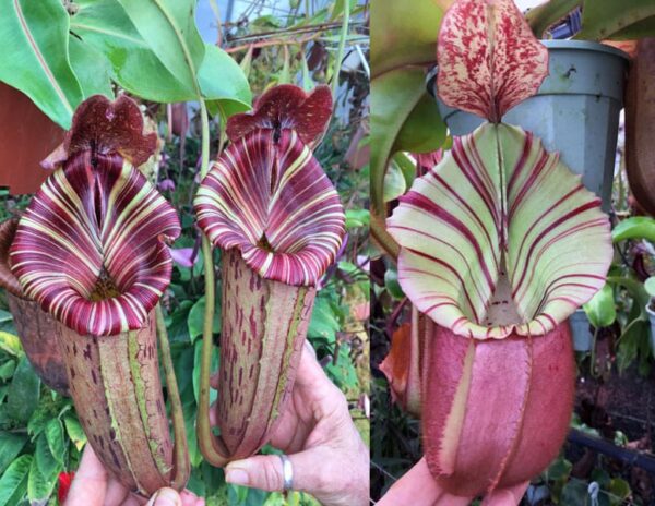 N. ([Rokko ‘Exotica’ x boschiana) x veitchii] x {maxima x [(stenophylla x lowii) x (Rokko x veitchii)]}) x veitchii (m) – red, striped peristome (small)