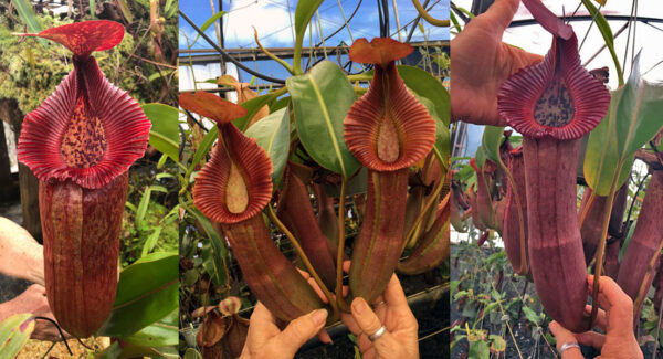 N. [(Rokko ‘Exotica’ x boschiana) x veitchii] (a) x edwardsiana (2nd grex) (small) (Only 1)
