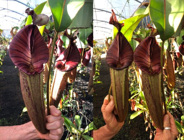 N. [(Rokko ‘Exotica’ x boschiana) x veitchii] (a) x mollis (small)