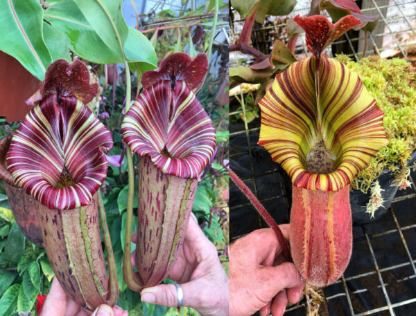 N. ([Rokko ‘Exotica’ x boschiana) x veitchii] x {maxima x [(stenophylla x lowii) x (Rokko x veitchii)]}) x [(veitchii x maxima) x veitchii] (small)