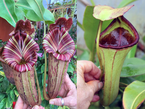 N. ([Rokko ‘Exotica’ x boschiana) x veitchii] x {maxima x [(stenophylla x lowii) x (Rokko x veitchii)]}) x (chaniana x ephippiata) (small)