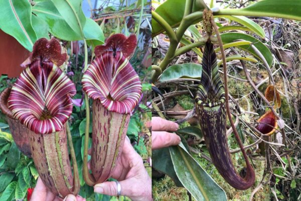 N. ([Rokko ‘Exotica’ x boschiana) x veitchii] x {maxima x [(stenophylla x lowii) x (Rokko x veitchii)]}) x mollis (small)