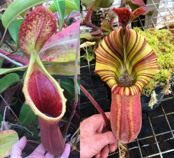 N. xtrusmadiensis x [(veitchii x maxima) x veitchii] (small)