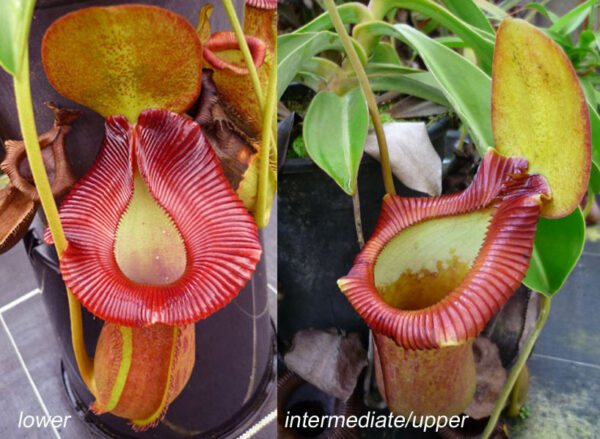 N. [ventricosa x (spathulata x lowii)] x xtrusmadiensis (b) (Rooted Cutting)