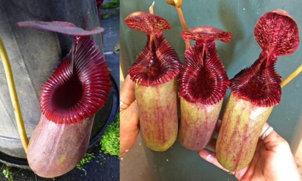 N. (ventricosa x sibuyanensis) x xtrusmadiensis (b) (Rooted Cutting) (Only 1)