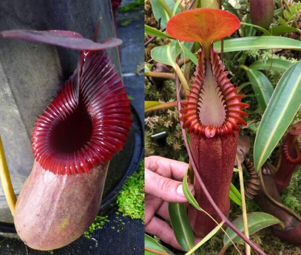 N. [(ventricosa x sibuyanensis) x xtrusmadiensis] x edwardsiana (small)