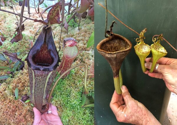 N. eymae - Mt. Tambusisi (A) - Rooted Cutting
