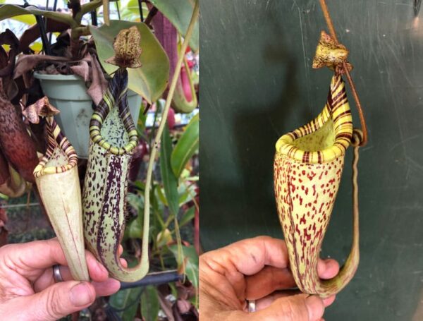 N. fusca - type (Rooted cutting)